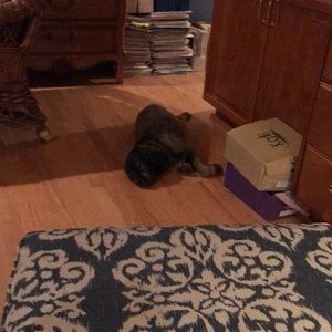 Meet your Posher, Carol